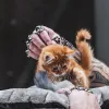 Cadeau pour chats : idées raffinées pour combler votre félin