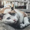 Idées de cadeau pour chats : jouets et accessoires qui font vraiment plaisir