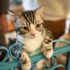 Peigne pour chat à poils longs : le guide essentiel du toilettage à domicile