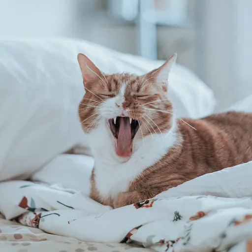 Accessoires pour chiens et chats : comment choisir les meilleurs jouets et équipements sur les boutiques en ligne